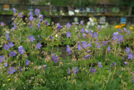 Geranium pratenseBeemdooievaarsbek bestellen